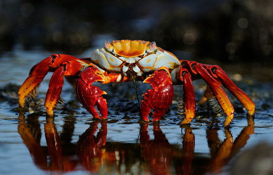 Sally Lightfoot crab in water