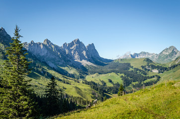 Pâturages d'été en Gruyère