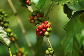 plants flowers in garden tropical sri lanka