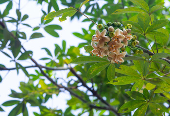White silk cotton tree, Ceiba, Kapok, Java cotton (scientific name: Ceiba pentandra) flowers bloom on the tree.