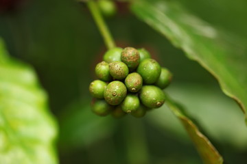 plants flowers in garden tropical sri lanka