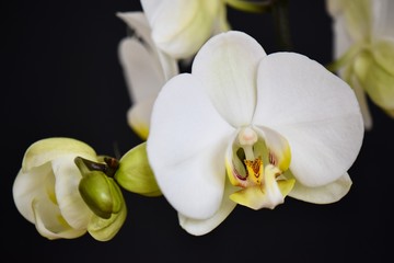Fototapeta na wymiar moth orchid and buds on black background 