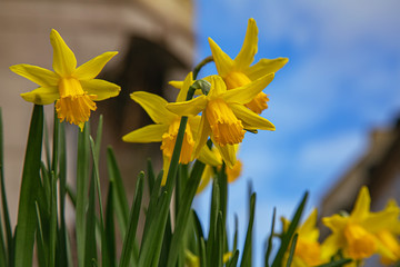 Flower bed with yellow daffodil flowers blooming in the spring Early Spring Yellow Daffodils.