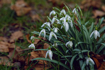 Snowdrops, the first spring wildflowers in Malmo Park. In February