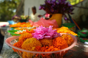 plants flowers in garden tropical sri lanka