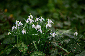 Snowdrops, the first spring wildflowers in Malmo Park. In February