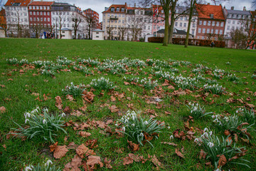 Snowdrops, the first spring wildflowers in Malmo Park. In February