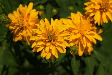 plants flowers in garden tropical sri lanka