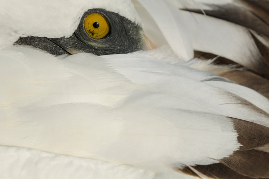 Fototapeta Close up of a Masked Booby bird