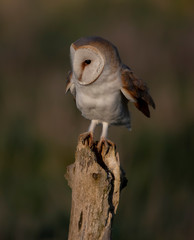 Wild barn owl on a post