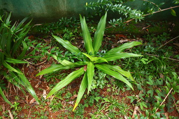 plants flowers in garden tropical sri lanka
