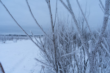 branches of trees covered with hoarfrost