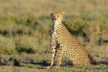 Cheetah (Acinonyx jubatus) sitting on savanna, Ngorongoro conservation area, Tanzania.