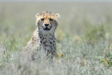 Cheetah (Acinonyx jubatus) cub sitting in high grass on savanna, looking at camera, Ngorongoro conservation area, Tanzania.