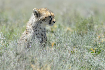 Cheetah (Acinonyx jubatus) cub sitting in high grass on savanna, Ngorongoro conservation area, Tanzania.