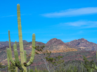 Desert landscape with cactus in foreground