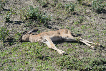 Blue Wildebeest (Connochaetes taurinus) calf lying dead on savanna, Ngorongoro conservation area, Tanzania.