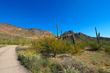 Desert landscape with cactus in foreground