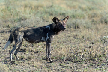 African Wild Dog (Lycaon pictus) standing on savanna, Ngorongoro conservation area, Tanzania.