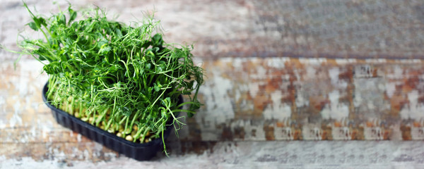 Selective focus. Juicy green pea sprouts in a pot. Microgreen.