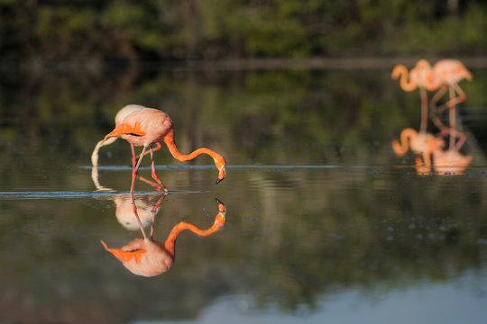 Greater Flamingos in water