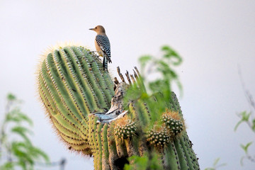 Flicker on top of a cactus