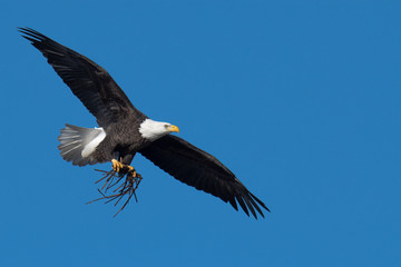 An American Bald Eagle in flight with nesting material.