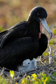 Magnificent Frigate bird with chick