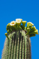 Photo of a cactus in bloom