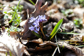Scilla. The first spring flowers. A close-up.
