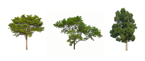 Fototapeta premium tree isolated on white background