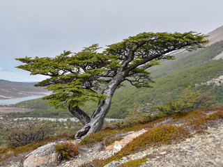 Nothofagus beech tree at Los Glaciares national park