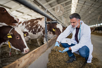 Man veterinary doctor working on diary farm, agriculture industry.