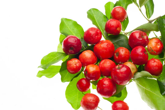 cacho de acerola fresca, fruta tropical