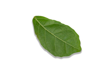 Green leaves against a white patterned background