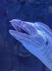 The head of moray eel under the water close up