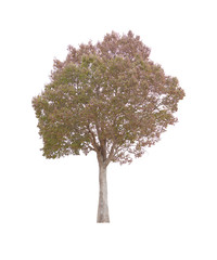 tree isolated on white background