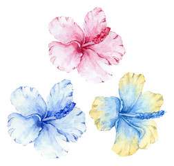 Watercolor hibiscus flowers on white background. Tropical floral. Pink, blue, yellow flowers.