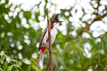 red vented bulbul singing