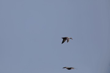 青い空を飛ぶカルガモ