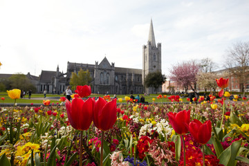 Flowers in St. Patrick's Park and St. Patrick's Cathedral in Dublin City, Ireland