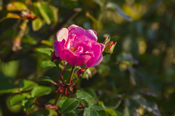 Ruegen Outdoor day germany baltic sea
