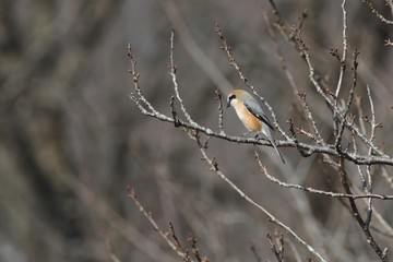 樹上のモズ