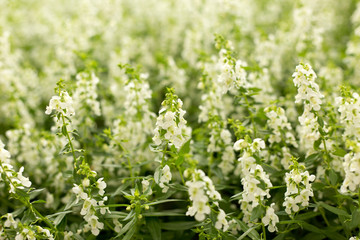 Fototapeta premium White flower field. Floral spring blur background.