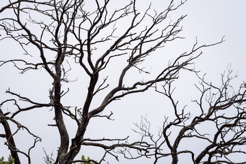 Fototapeta na wymiar Spreading branches of pine tree in Siberian taiga forest.