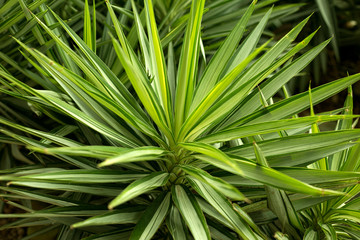 Close up yucca plant. Green grass background. - obrazy, fototapety, plakaty