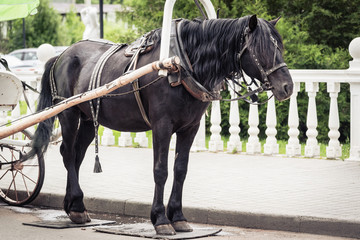 Harnessed black horse with carriage for riding people around the city.