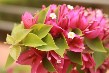 flower in the garden