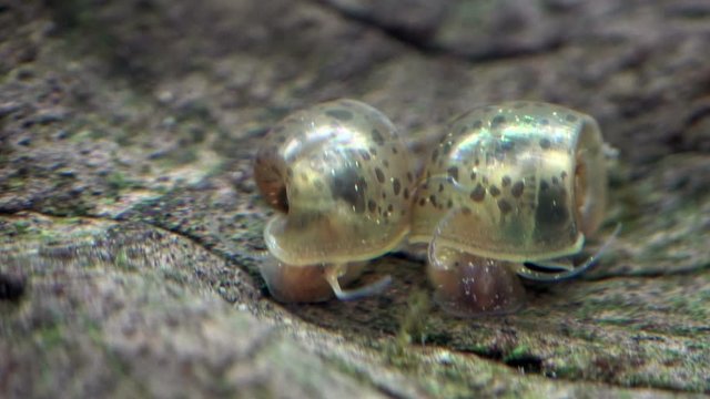 Blasenschnecken beim fressen, Physella acuta