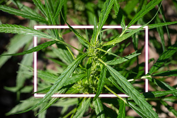 Plant cannabis at blurred background